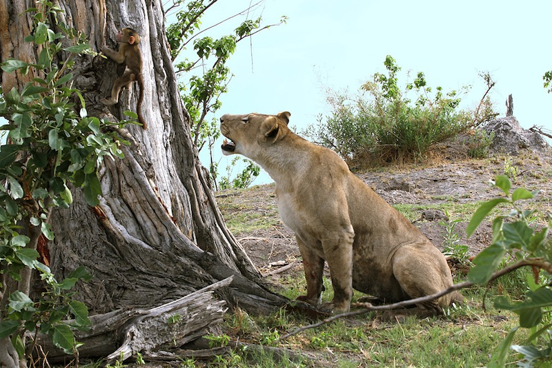 Illustration for article titled Harrowing Photos Capture Tense Encounter Between Baby Baboon And Lion